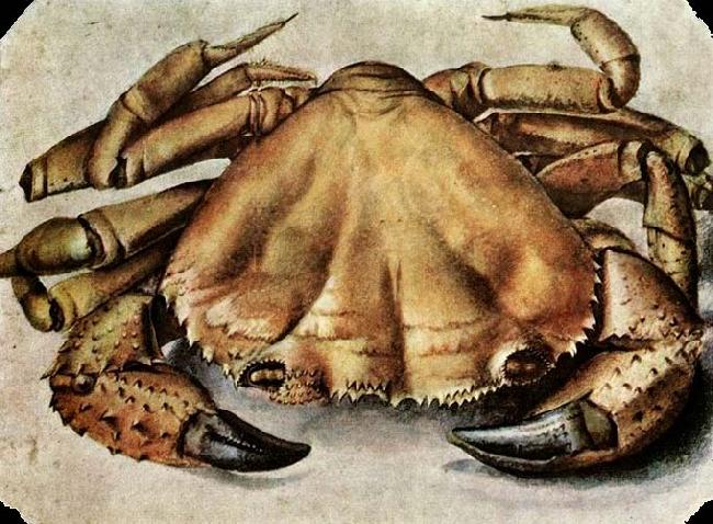 Albrecht Durer Lobster oil painting image